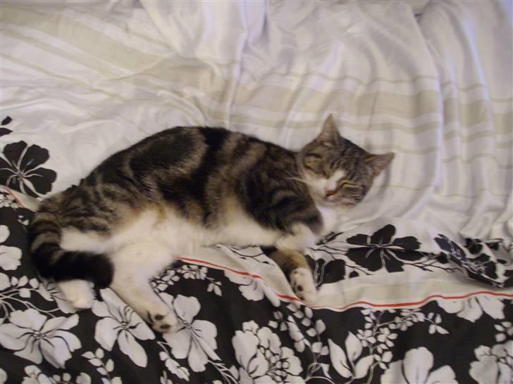 Huskat speedy *løbet væk* billede 8