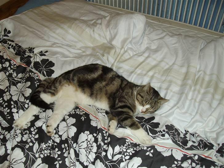 Huskat speedy *løbet væk* billede 9