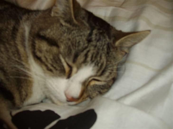 Huskat speedy *løbet væk* billede 10