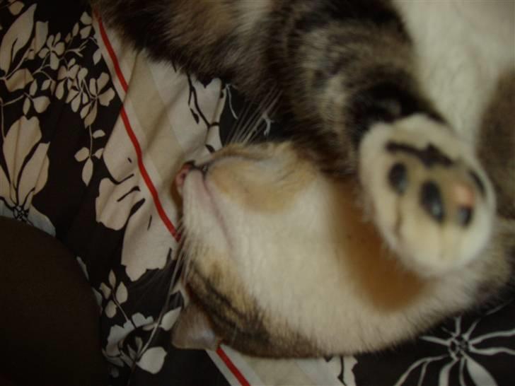 Huskat speedy *løbet væk* billede 11