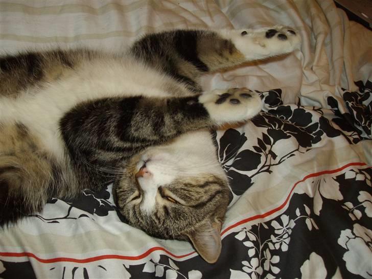 Huskat speedy *løbet væk* billede 12