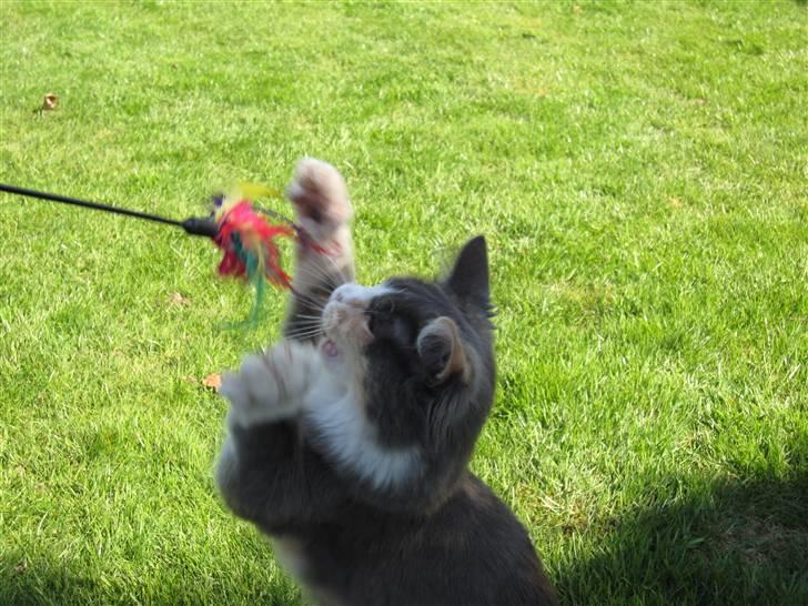 Maine Coon Spinner - 14 uger billede 3