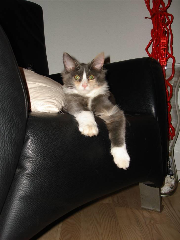 Maine Coon Spinner - 15 uger billede 4