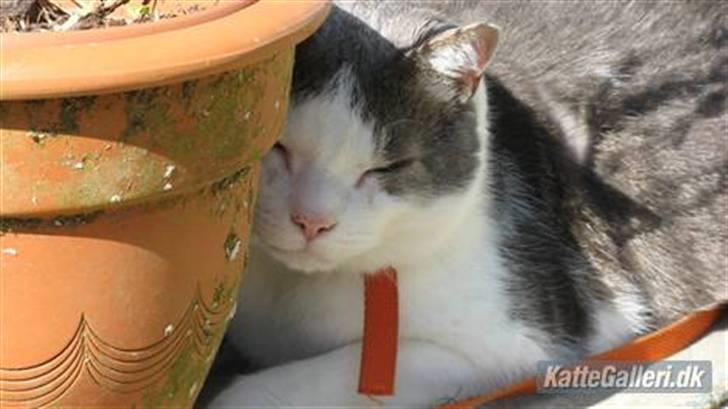 Huskat Bob Andersen - Elsker at hoppe rundet ude i haven billede 1