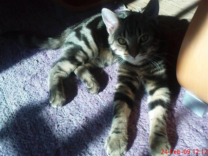 Huskat Armani - en lille solstribe billede 15