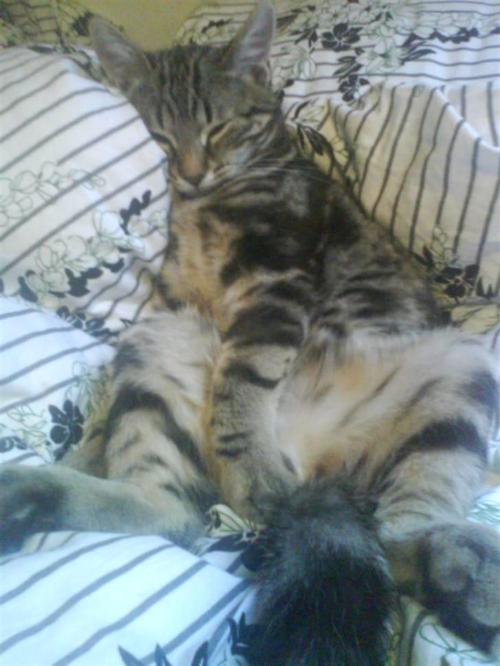 Huskat Armani billede 16