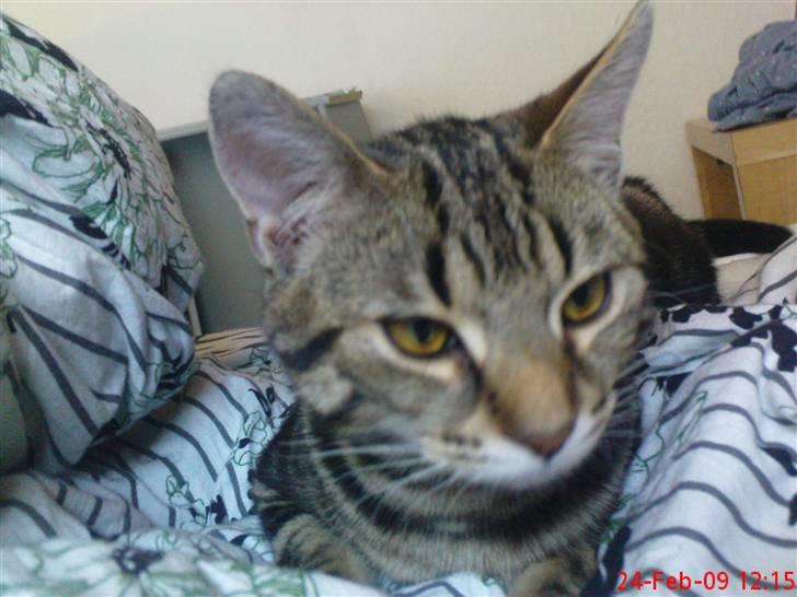 Huskat Armani billede 17