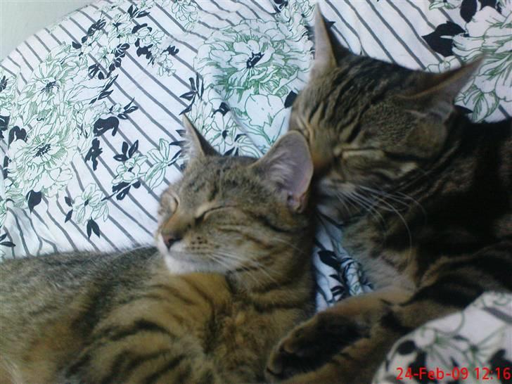 Huskat Armani billede 18