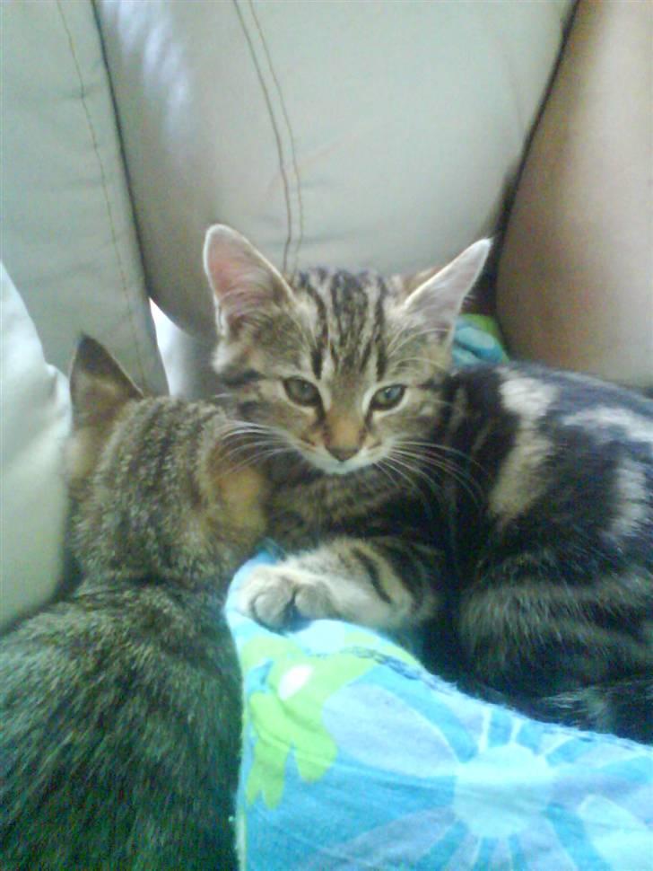 Huskat Armani - Marni da han bare var en helt lille bitte billede 19