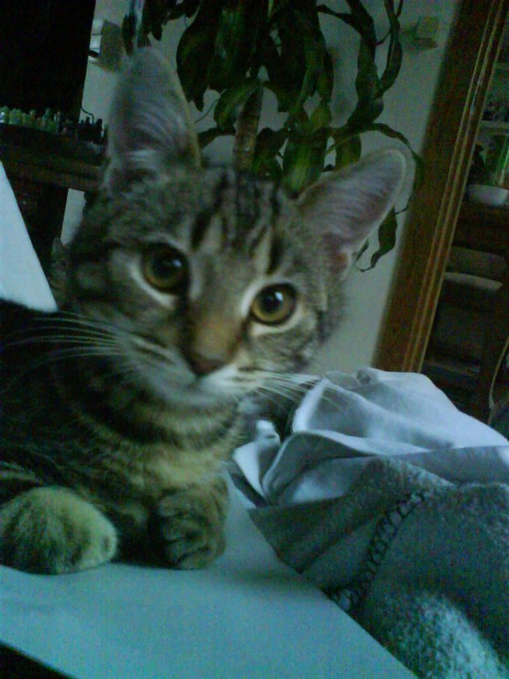 Huskat Armani billede 20