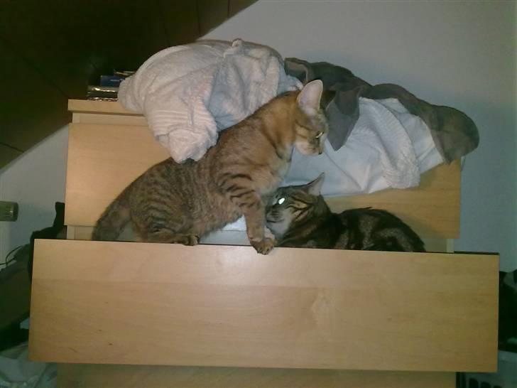 Huskat Fiona - Man åbner da bare skuffen, hvis man vil have en ny kattekurv billede 12