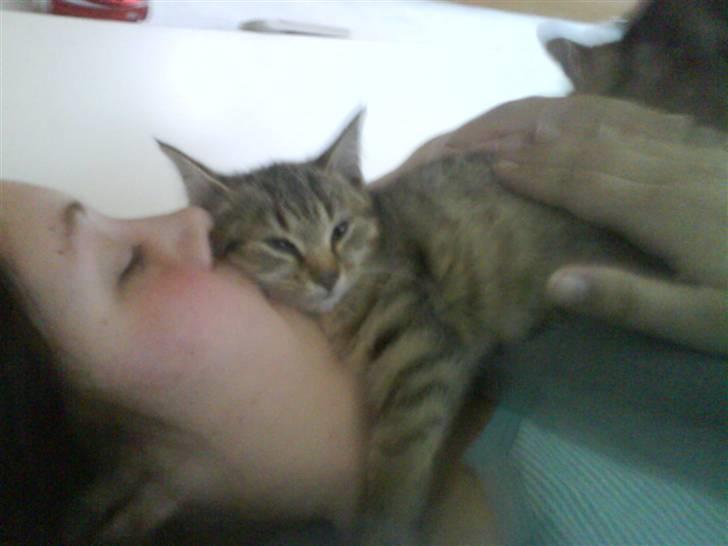 Huskat Fiona billede 14