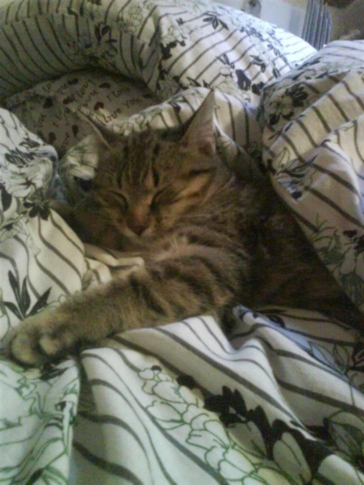 Huskat Fiona billede 15