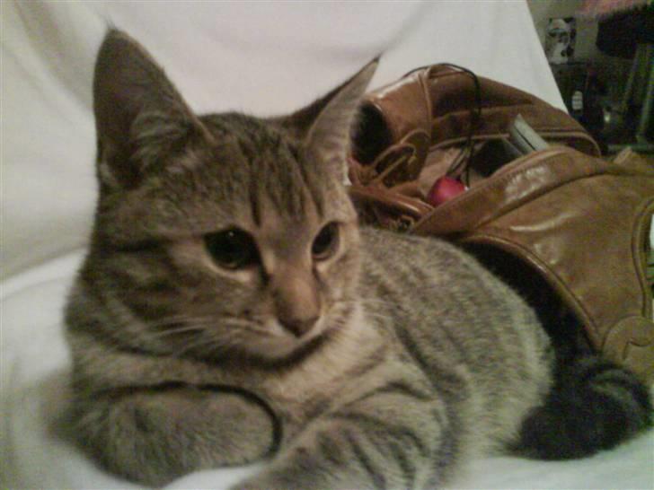 Huskat Fiona billede 16