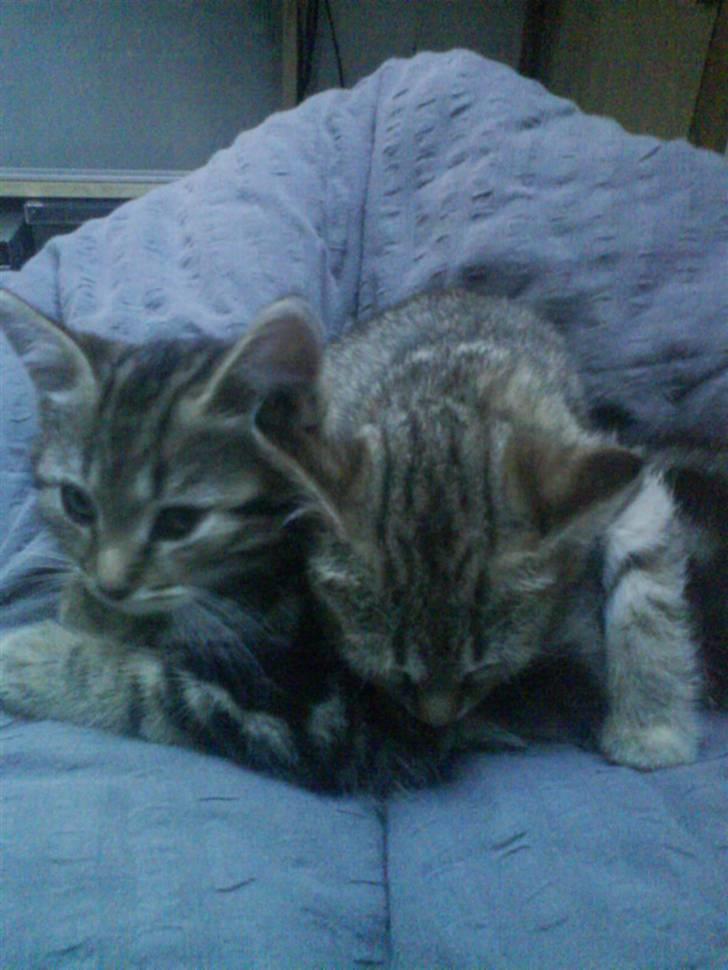 Huskat Fiona billede 17