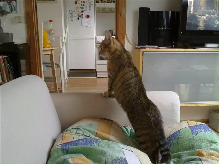 Huskat Fiona - Jeg holder lige øje med hvad der sker billede 18