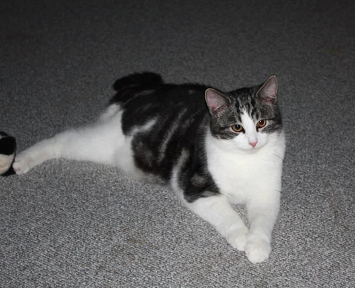 Blanding af racer  †Ferdinand† R.I.P. - Ferdinand som er flyttet ind i sofaen :) billede 18