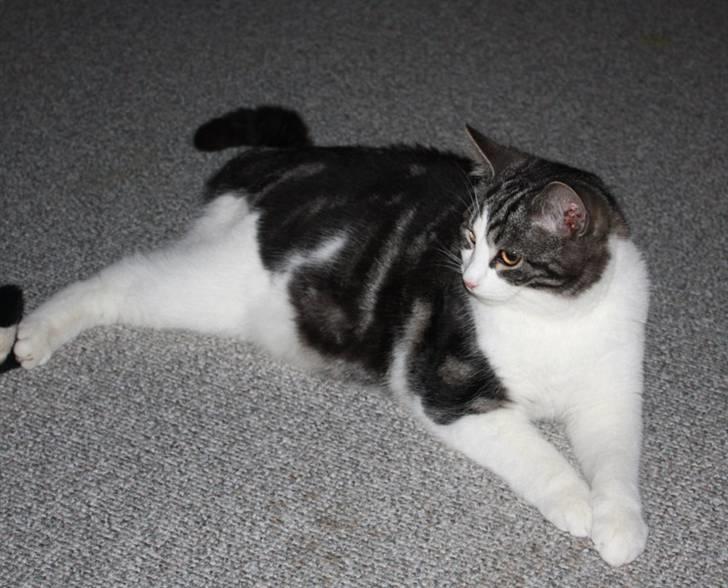 Blanding af racer  †Ferdinand† R.I.P. billede 19