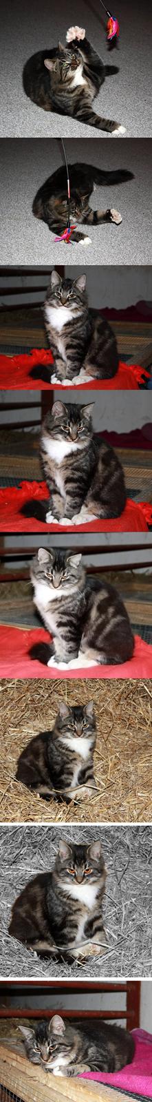 Blanding af racer Fia billede 18