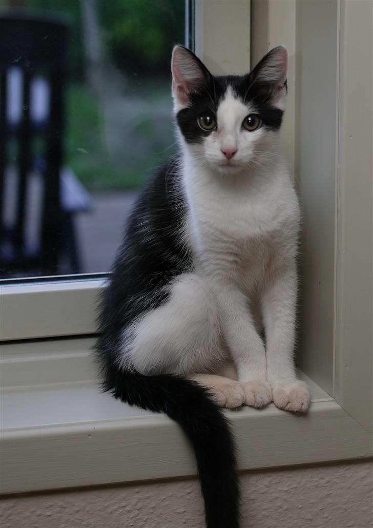 Huskat Alphonse billede 6