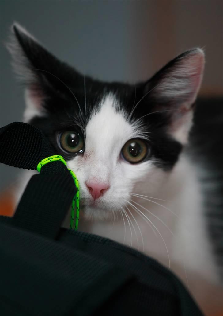 Huskat Alphonse billede 7