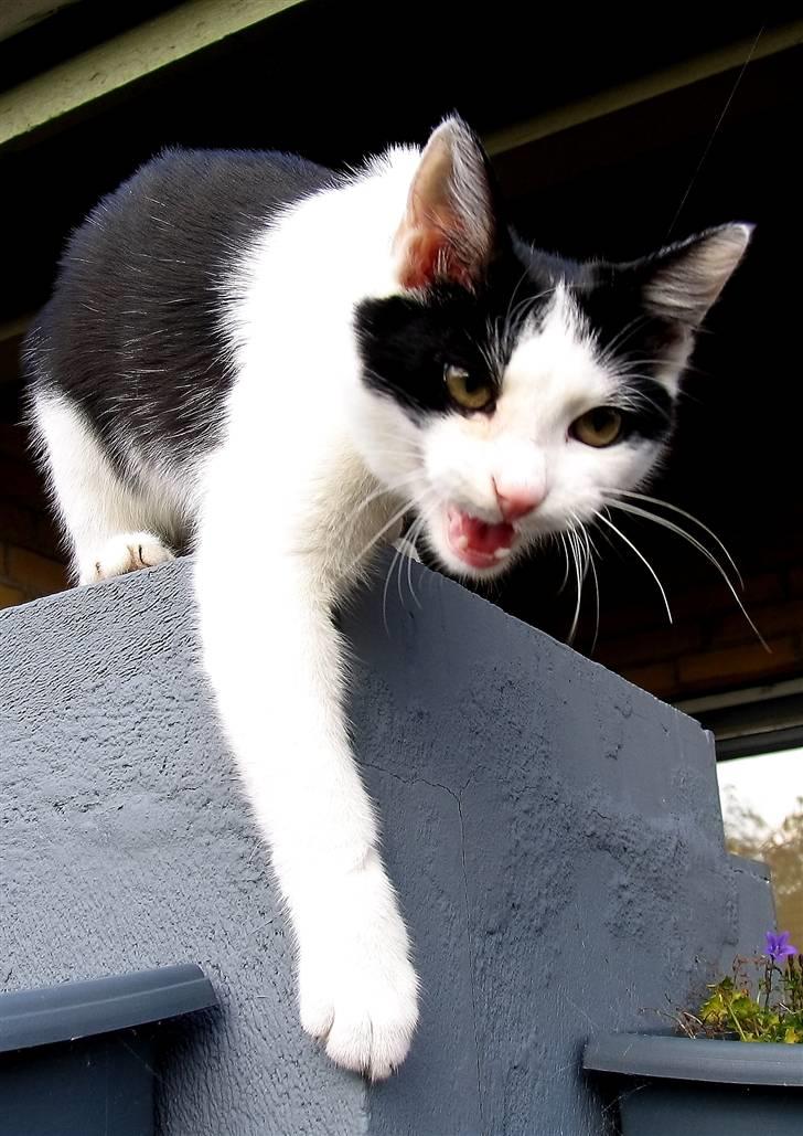 Huskat Alphonse billede 8