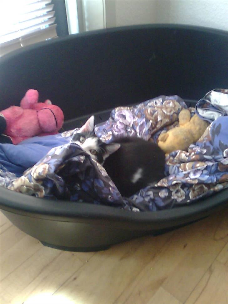 Huskat Alphonse billede 9