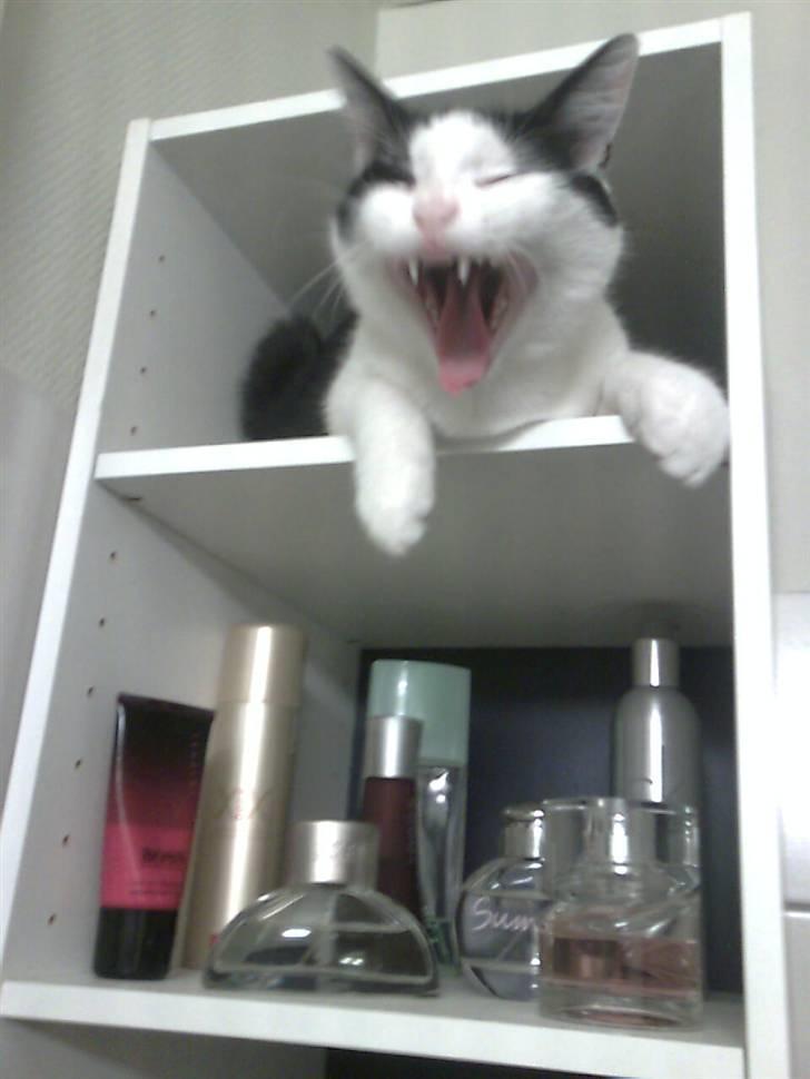 Huskat Alphonse billede 10