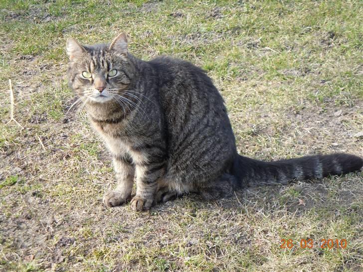 Huskat gråmis - velkommen til gråmis´s profil :D billede 1