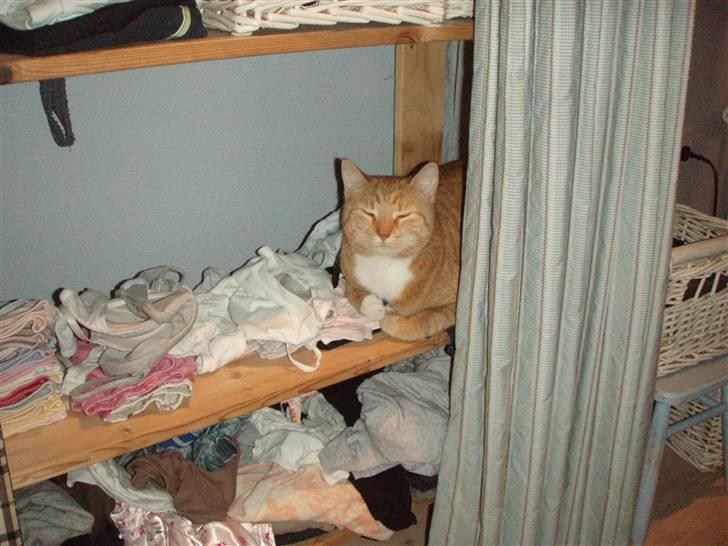 Huskat Donna. - Her kan man da ikk finde miig! Vel´ ? (:<3 billede 17