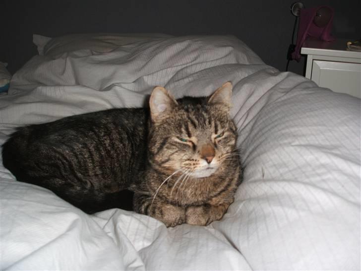 Huskat gråmis - lys i øjne ?? :D<3 billede 2