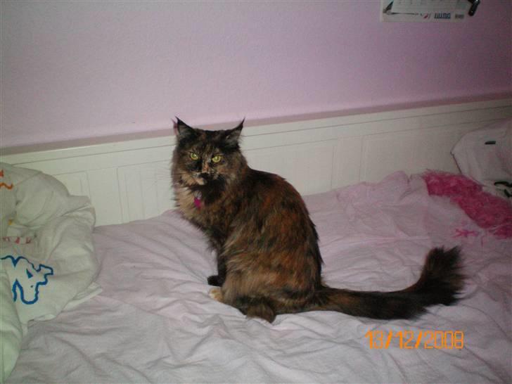 Maine Coon jacqueline-Mor til 8. - SMIIIL billede 6