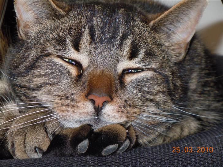 Huskat Buster  - velkommen til buster profil <3 billede 1