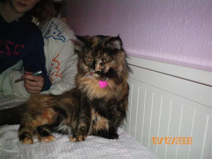 Maine Coon jacqueline-Mor til 8. - Hun hygger med mig og min veninde.. billede 7