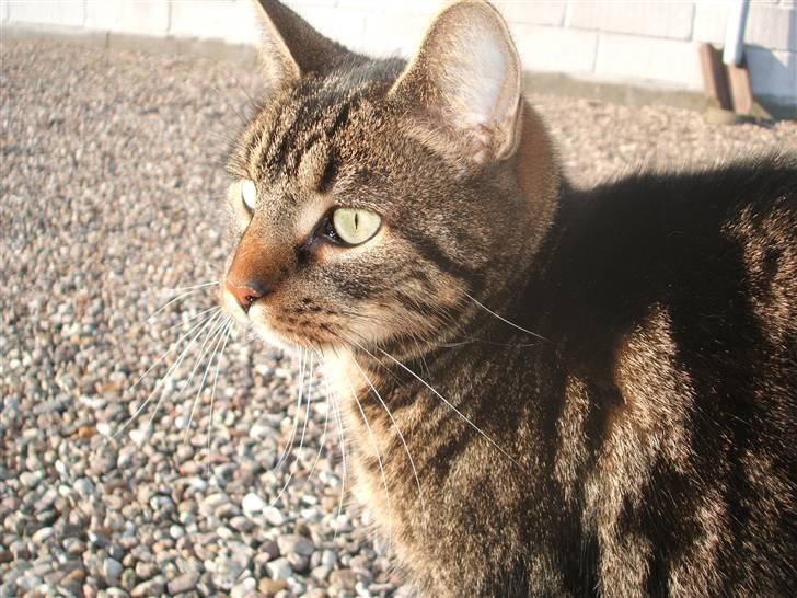 Huskat Buster  - buster uden for  billede 2