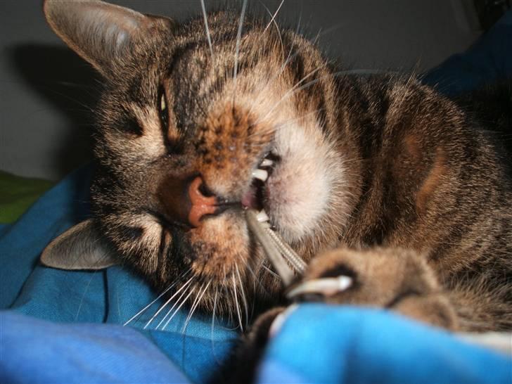 Huskat Buster  - leger med snor :D billede 3