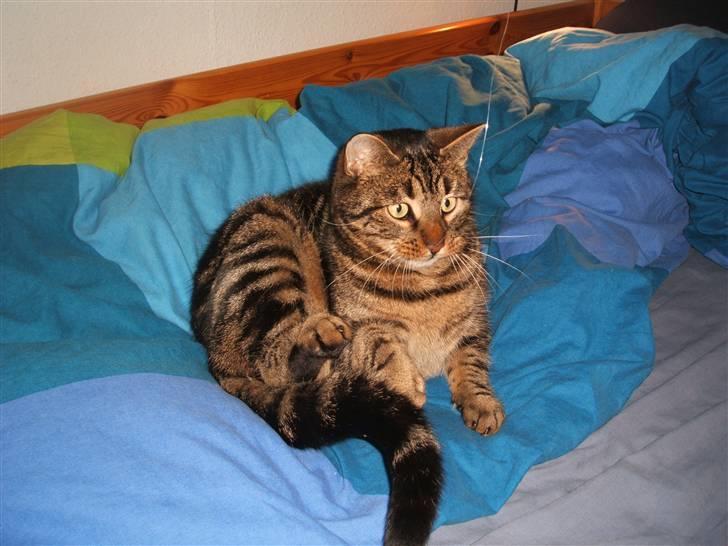 Huskat Buster  - Hvor blev snoren af? :D billede 4