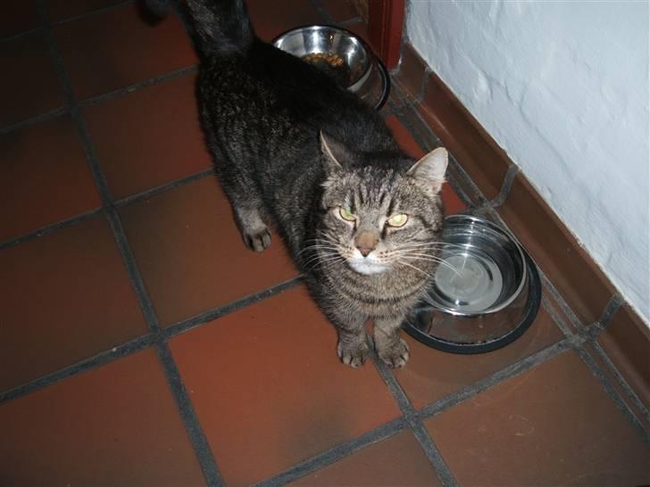 Huskat gråmis - søde gråmisser<3 billede 3