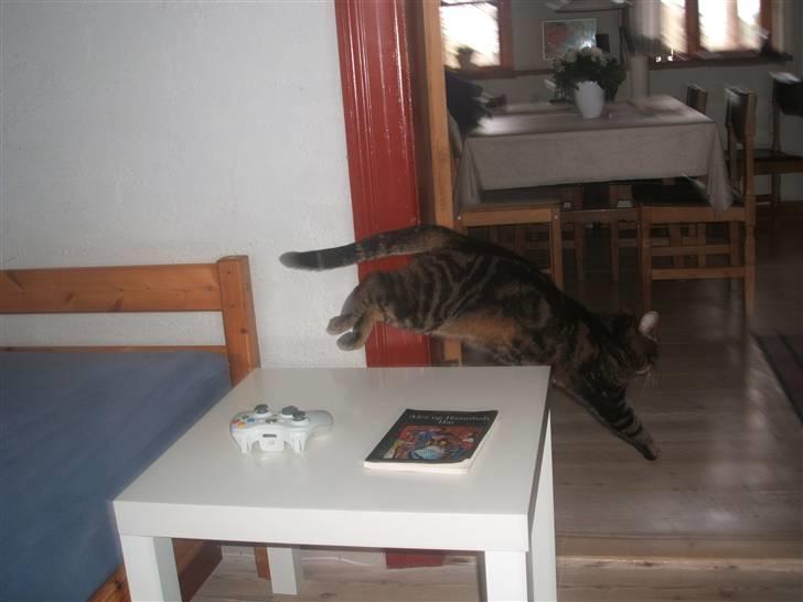 Huskat Buster  - løb xD billede 5