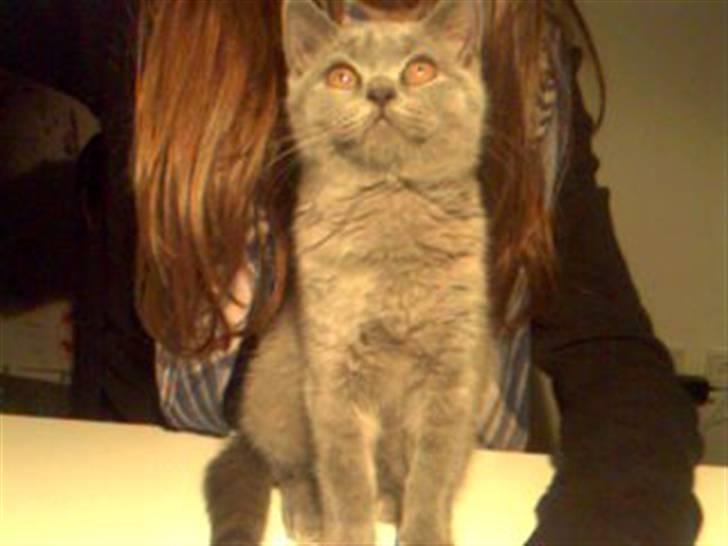 British Shorthair Mille - mille billede 18