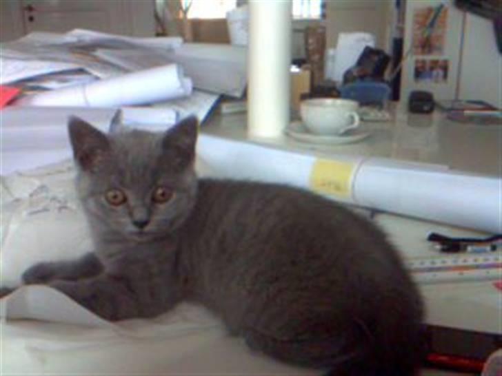 British Shorthair Mille - mille på min mors tegne bor:b <3 hun føgler meget med i hvad der sker på skærmen, derfor hun måske ser lidt skræmt ud:B <3hehe billede 19