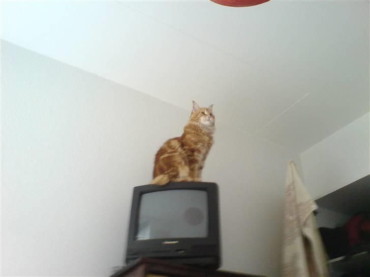 Maine Coon Oskar  billede 20