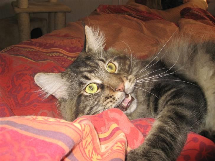 Maine Coon Belisha Mr.Memphis - Jeg kan være en bandit :) billede 1