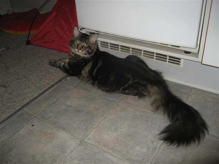 Maine Coon Belisha Mr.Memphis billede 2