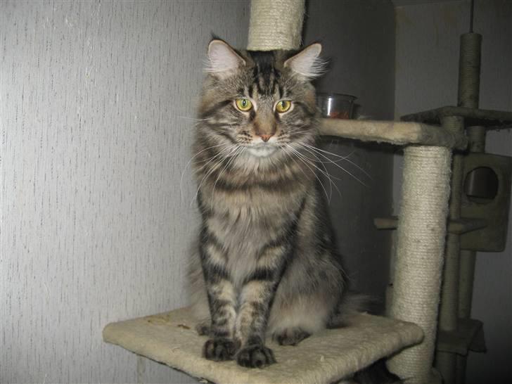 Maine Coon Belisha Mr.Memphis billede 3