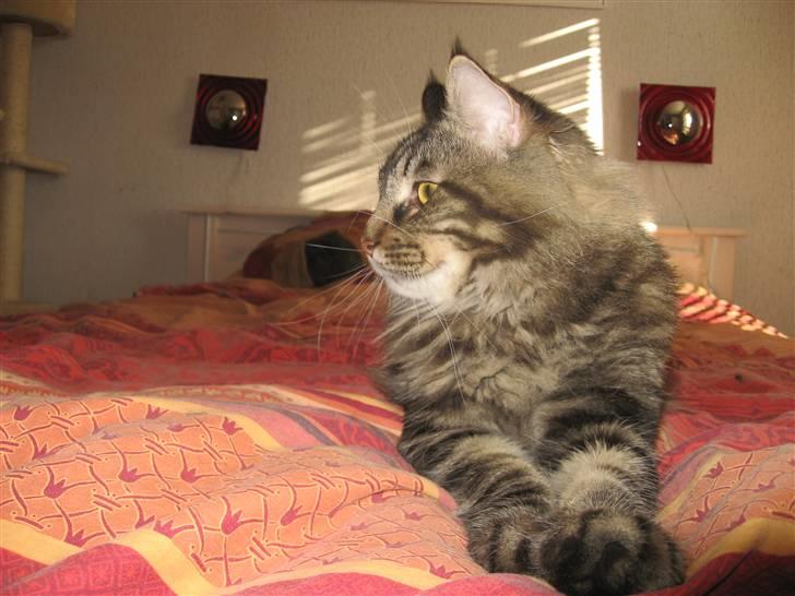 Maine Coon Belisha Mr.Memphis - Jeg er bare sød :) billede 4