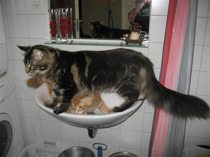 Maine Coon Belisha Mr.Memphis - Følger med i alt :) billede 5