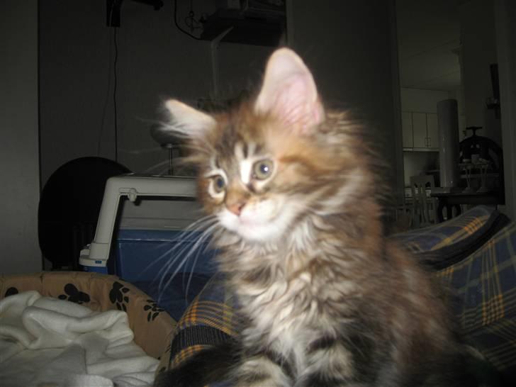 Maine Coon Belisha Girl`s Vanessa billede 3