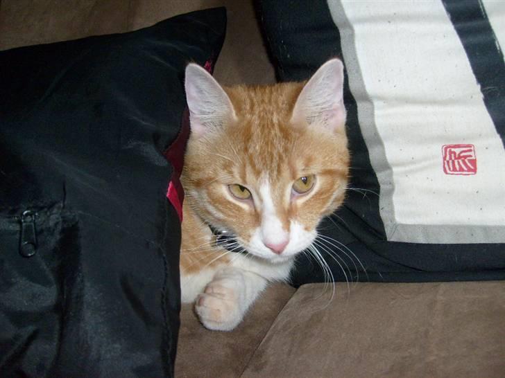 Huskat Rollo billede 14