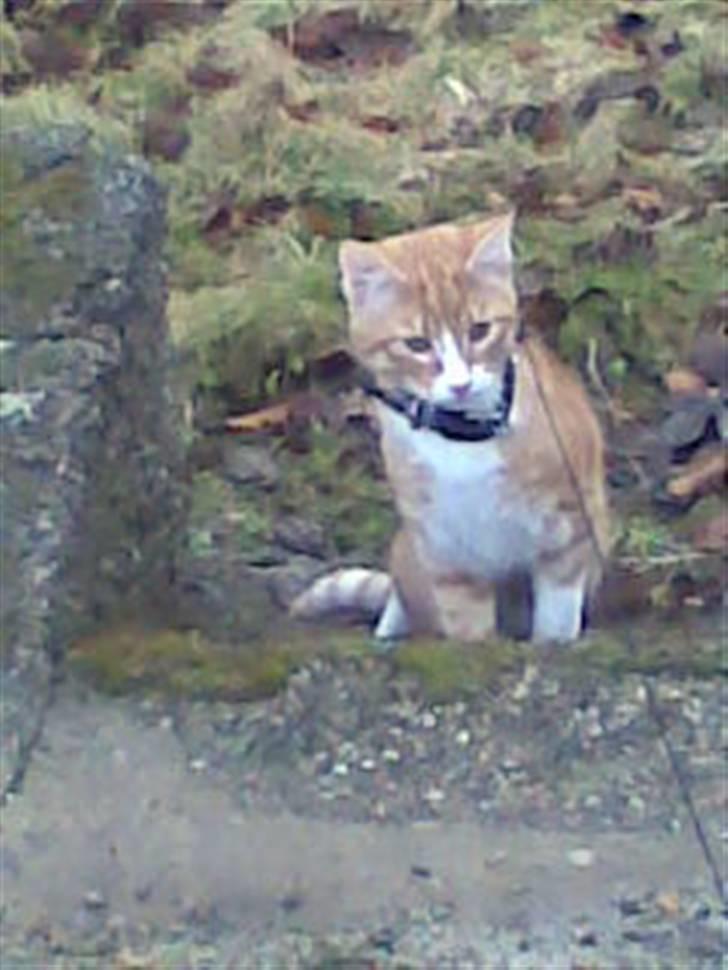 Huskat Rollo billede 16